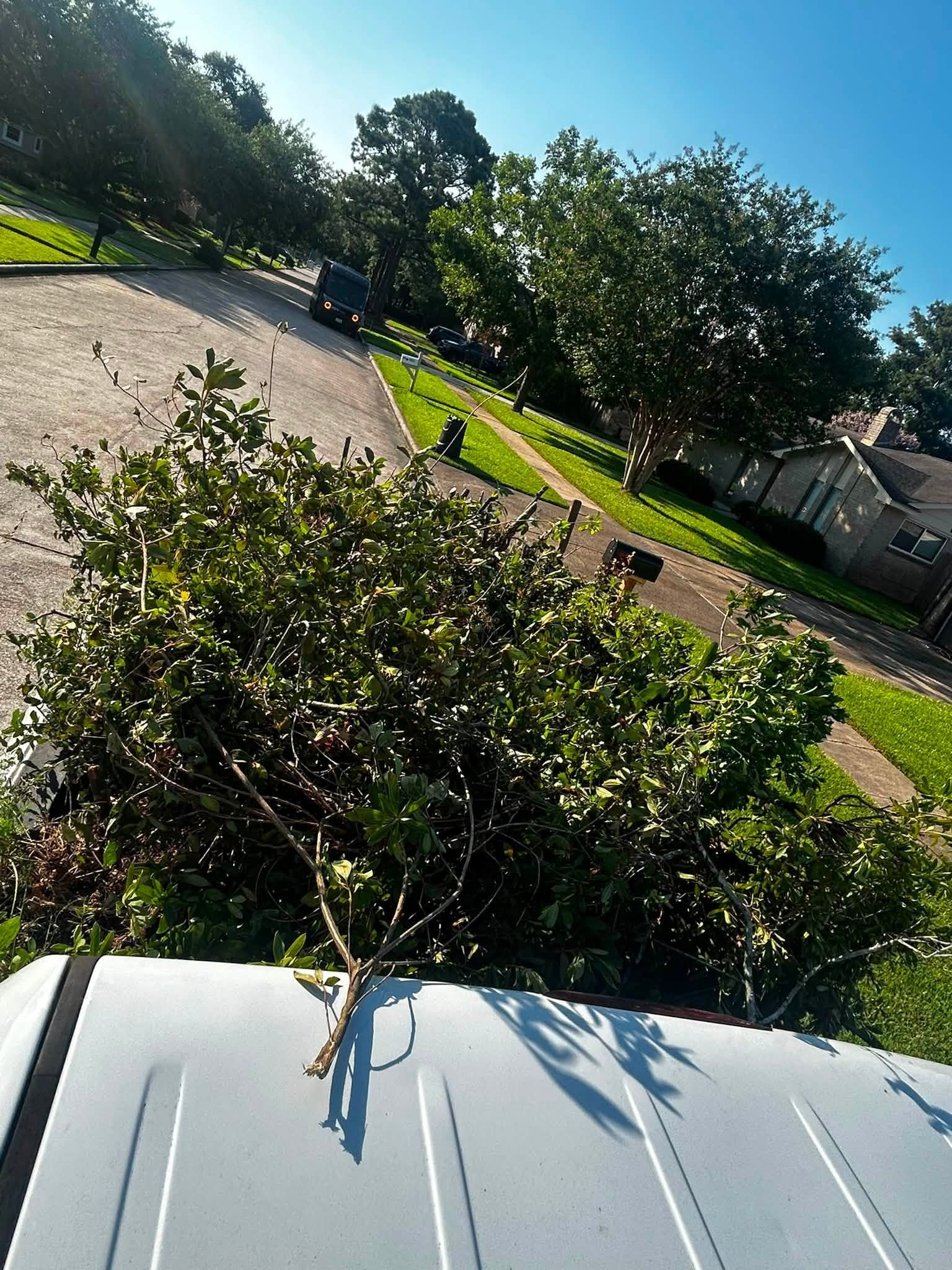 Heavy brush and tree branch hauling in South Hill
